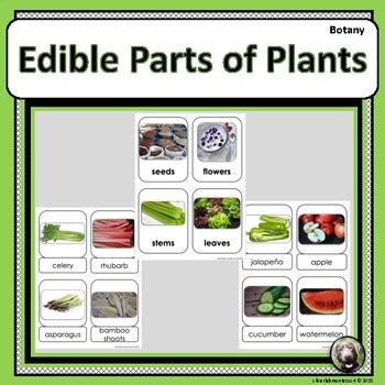 edible parts  plants  silver lab montessori tpt