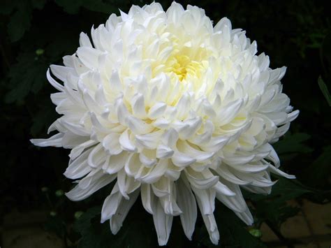 enjoy  fragrance  flowers    trouble  growing  white chrysenthemums