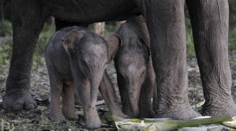 Amazing Indian Elephant Twins Navrang India