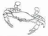 Crab Coloring Horseshoe Pages Getdrawings sketch template