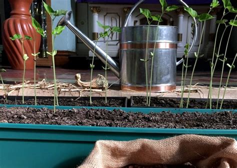 grow great green beans  complete guide backyard boss