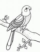 Parrot Everfreecoloring Parrots sketch template