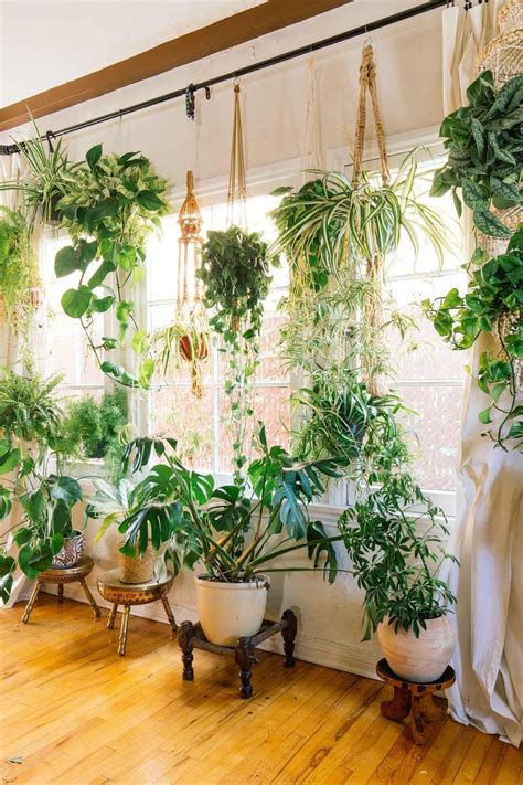 living room indoor plants decoration ideas