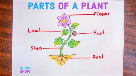 pin  image  save  labeled diagram   plant parts   plant biology diagrams