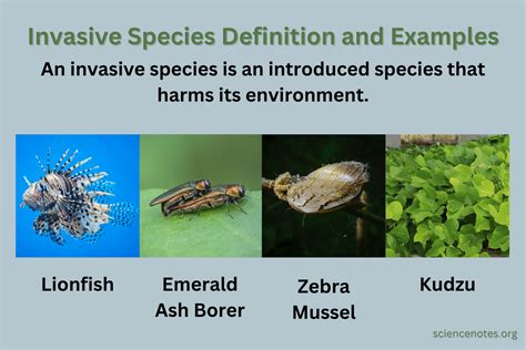 invasive species definition  examples