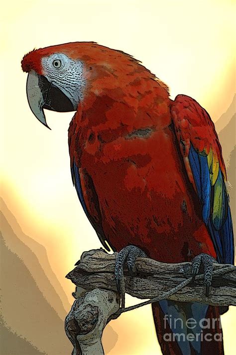 parrot watching photograph  norman andrus fine art america