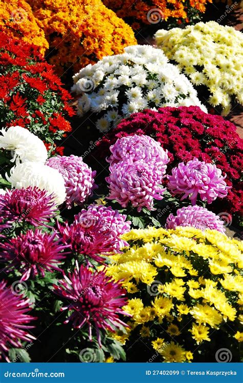 colors  varieties  chrisanthemums stock image image
