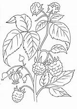 Blackberry Coloring Pages sketch template