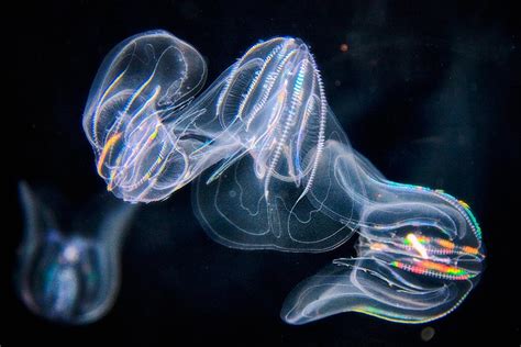 meet  strange  mysterious deep sea creatures kiwico
