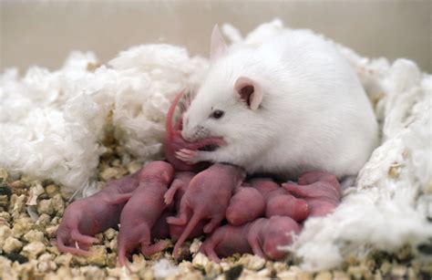 punnetts square creating mice offsprings    male genes