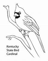 Coloring Pages Cardinal State Bird Kentucky Birds Drawing Colorado Dodgeball Cardinals Feather Football Printable Derby Ohio Logo Kids Getcolorings Louis sketch template
