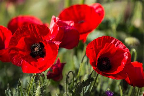 poppy flowers