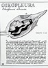 Afbeeldingsresultaten voor "oikopleura Drygalskii". Grootte: 70 x 100. Bron: www.pinterest.jp
