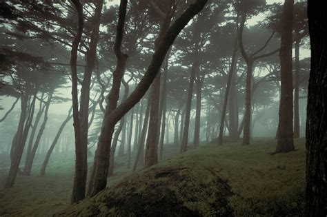 Woods Wallpaper Theme With 10 Backgrounds