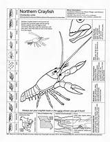 Coloring Crayfish Crawfish Science Sheet Kids Northern Cycle Sheets Worksheets Pages Experiments Info Lessons Grade Comments Meea Activities Tattoodonkey sketch template