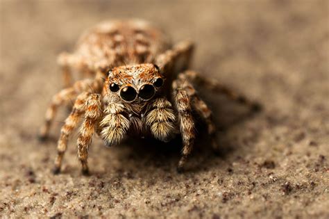 cute  jumping spider salticidae athens ohio xoc
