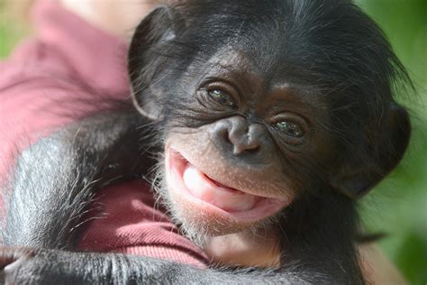 photo baby chimp ape baby chimp   jooinn