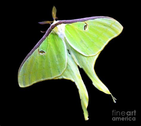 green lantern moth photograph  davids digits pixels