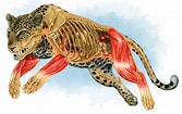 Image result for Snow Leopard Anatomy. Size: 167 x 105. Source: www.pinterest.com