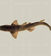 Afbeeldingsresultaten voor "pristiophorus Nudipinnis". Grootte: 171 x 185. Bron: fishesofaustralia.net.au