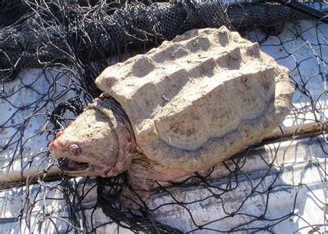 invasive alligator snapping turtle removed  prineville reservoir