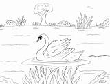 Swans sketch template