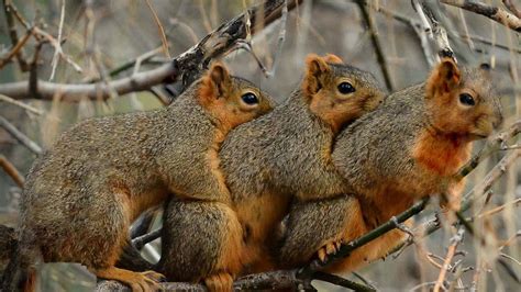 three bright eyed and bushy tailed squirrels seen cuddling mirror online