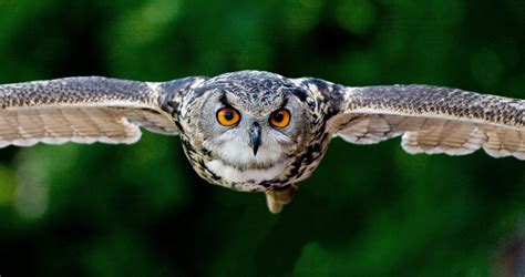 owl bird animal wings  stock photo public domain pictures