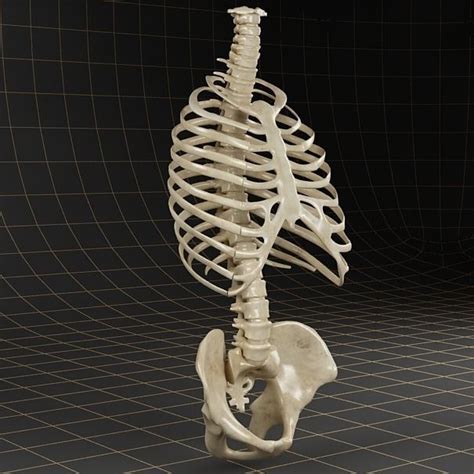 3d Model Anatomy Skeleton Pelvis Spinal Column Ribs