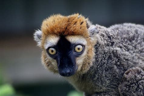 planet lemur 10 beautiful little known species the ark