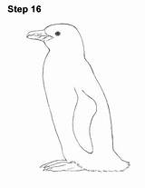 Penguin Magellanic sketch template