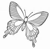 Kupu Sketsa Papillon Mewarnai Hewan Bunga Pelajarindo Mawar Butterflies Alamendah Hinggap sketch template