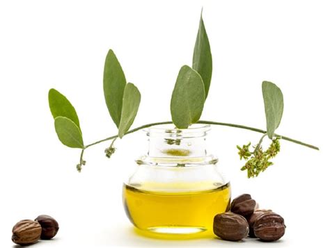 beauty 5 benefits of jojoba oil vs coconut oil potentash