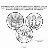 Emor Pesukim Parshas Hebrew Parsha sketch template