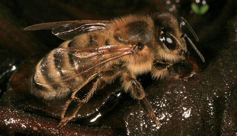 3 Sweet Honeybee Breeds For New Keepers Hobby Farms