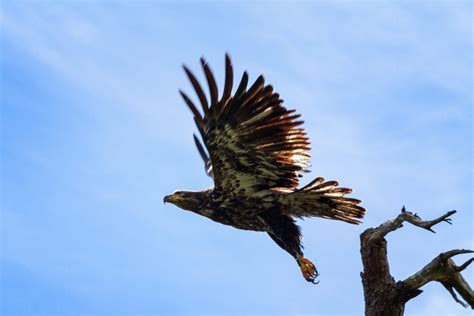 juvenile bald eagles anne mckinnell photography