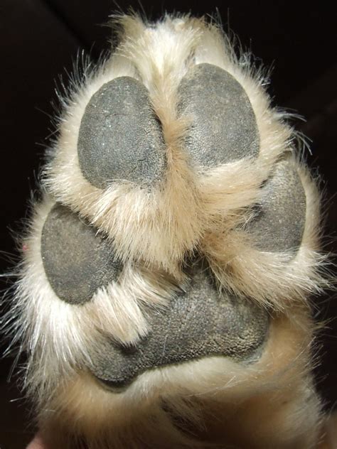 paw  photo  freeimages