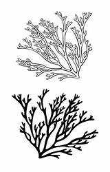 Drawing Algae Seaweed Red Getdrawings Stencils Aquarium Designsbyryn sketch template