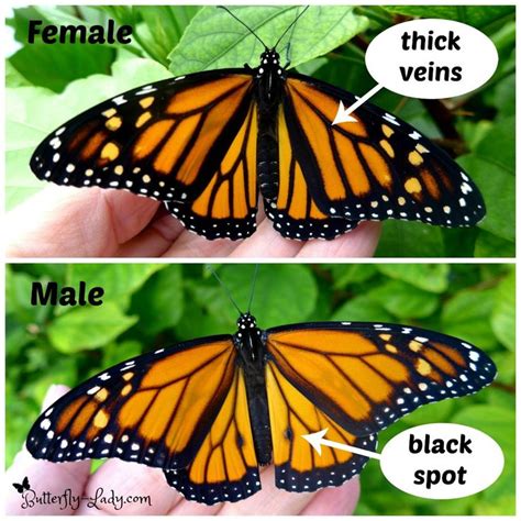 image result for male and female monarch monarch butterflies art