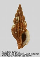 Afbeeldingsresultaten voor "raphitoma Purpurea". Grootte: 131 x 185. Bron: www.nmr-pics.nl