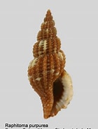 Image result for "raphitoma Purpurea". Size: 140 x 185. Source: www.nmr-pics.nl