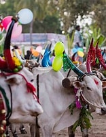 Image result for "Pongal festival". Size: 156 x 200. Source: www.tripsavvy.com