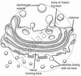 Golgi Apparatus Structure Mitochondria Write Note Following Short Shaalaa Vacuoles Science sketch template