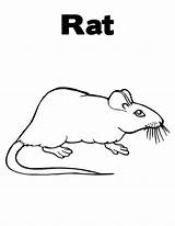 Coloring Rats sketch template