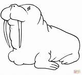 Walrus Coloring Fat Pages Cute Baby Printable Color Online Designlooter Supercoloring Clipart 67kb 1080px 1168 Categories sketch template