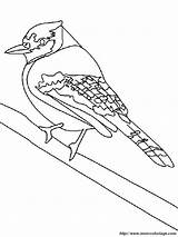 Uccelli Urraca Bosco Animali Verschiedene Vogel Jays 11b Turtle Snowflake Uccello Colorear2000 sketch template