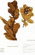 Afbeeldingsresultaten voor "conchoecia Obtusata". Grootte: 119 x 185. Bron: plantidtools.fieldmuseum.org