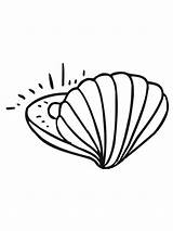 Muschel Perle Ausmalbild Almeja Clam Perla Shell Vongola Ausdrucken Shellfish Kinderbilder Malvorlagen Perl Nautilus sketch template