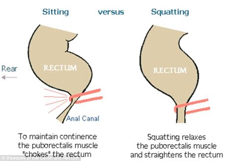 Humans Should Squat To Poo Not Sit Says Giulia Enders Microbiologist