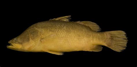 Sciency Thoughts Two New Species Of Asian Sea Bass From South Asia